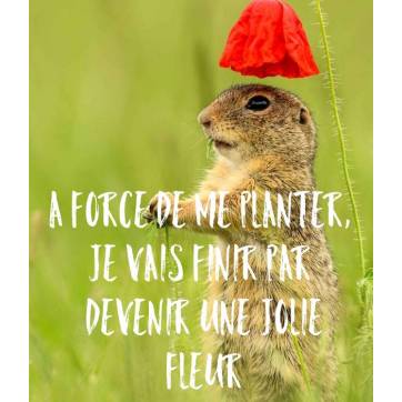  Carte Humour Marmotte "A force de me planter, je vais finir par devenir une jolie fleur"