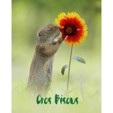 Mardi 11 octobre. Carte-gros-bisous-marmotte-et-fleur