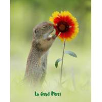 Carte Merci Petite Marmotte et Fleur