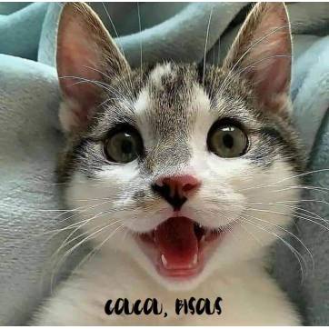 Carte Gros Bisous Chat: Coucou, Bisous Petit chat heureux